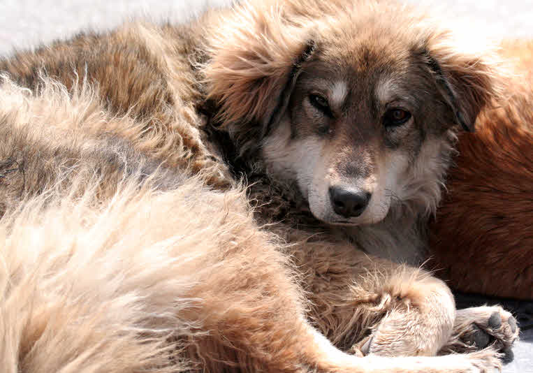 Dog in sun